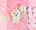 Hand Delivery - Female Maltese Puppy for Sale - Photo #3