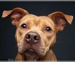 Small #3 Bullypit