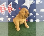 Small #7 Golden Retriever