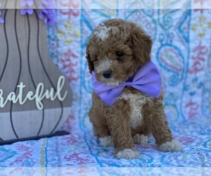 Goldendoodle (Miniature) Puppy for sale in LANCASTER, PA, USA