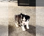 Small Photo #14 Siberian Husky Puppy For Sale in MILWAUKEE, WI, USA