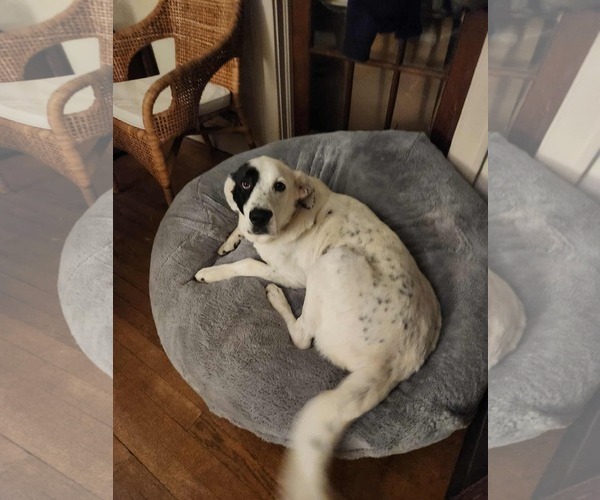 Medium Photo #7 Mutt Puppy For Sale in Woodbury, NY, USA