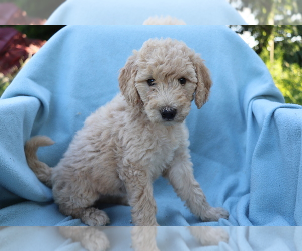 Medium Photo #4 Goldendoodle (Miniature) Puppy For Sale in SHILOH, OH, USA