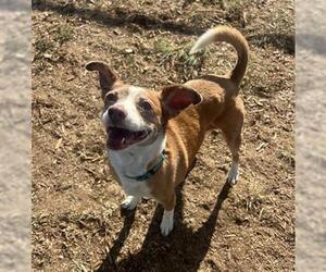 Beagle-Unknown Mix Dogs for adoption in Denver, CO, USA