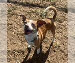 Small Beagle Mix