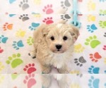 Small #7 Havanese