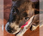 Small Mutt