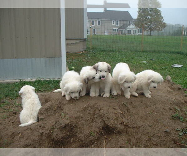 Medium Photo #6 Great Pyrenees Puppy For Sale in BETHLEHEM, CT, USA