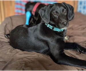 Colonial Cocker Spaniel-Unknown Mix Dogs for adoption in Boston, MA, USA