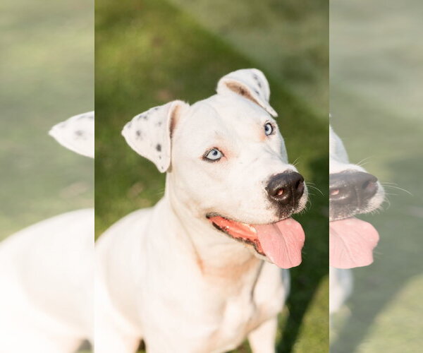 Medium Photo #1 American Pit Bull Terrier-Catahoula Leopard Dog Mix Puppy For Sale in Calhoun, GA, USA