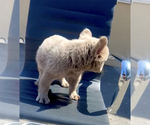 Small Photo #9 French Bulldog Puppy For Sale in BERKELEY, CA, USA
