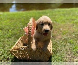 Golden Retriever Puppy for sale in BARBOURSVILLE, VA, USA
