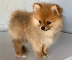 Small Photo #1 Pomeranian Puppy For Sale in DOWNING, MO, USA