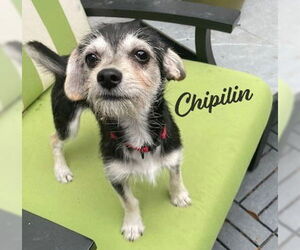 Chihuahua-Unknown Mix Dogs for adoption in HOUSTON, TX, USA