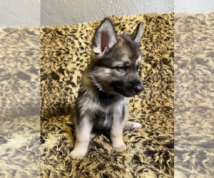 German Shepherd Dog-Siberian Husky Mix Puppy for sale in BROOKLYN, NY, USA