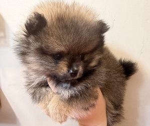 Pomeranian Puppy for sale in HUBERT, NC, USA