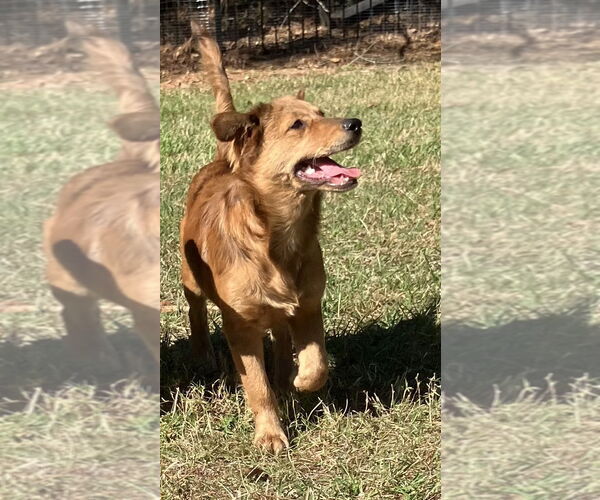 Medium Photo #1 Labrador Retriever-Unknown Mix Puppy For Sale in The Woodlands, TX, USA