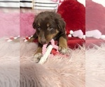 Small Photo #72 Australian Shepherd Puppy For Sale in NEW BRAUNFELS, TX, USA