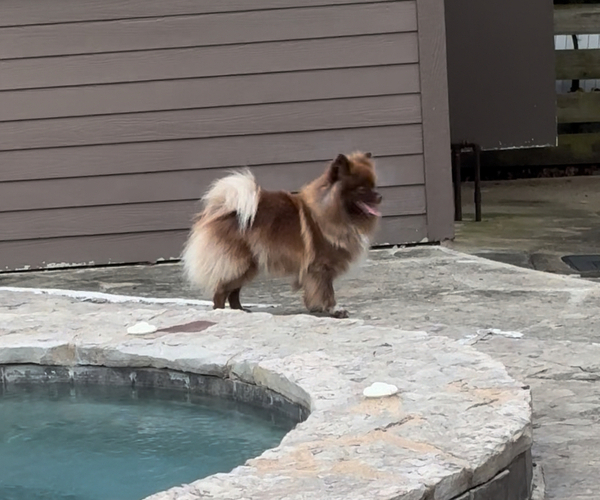 Medium Photo #3 Pomeranian Puppy For Sale in ADA, OK, USA