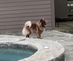 Small Photo #3 Pomeranian Puppy For Sale in ADA, OK, USA