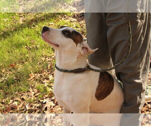 Finley - Female American Bulldog-Unknown Mix Dog for Adoption - Photo #4