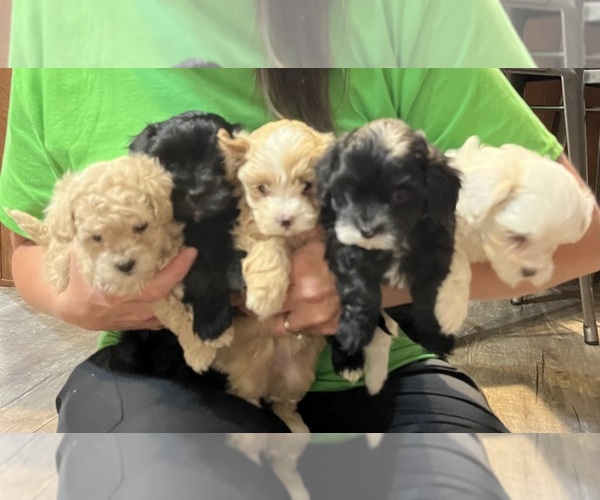 Medium Photo #1 Maltipoo (Miniature) Puppy For Sale in DOUGLAS, GA, USA