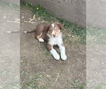Small #1 Border Collie-Bordoodle Mix