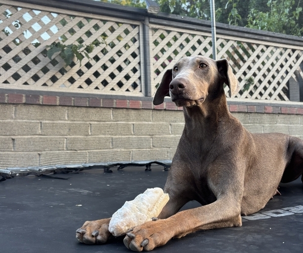 Medium Photo #1 Doberman Pinscher Puppy For Sale in ONTARIO, CA, USA