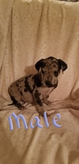 Great Dane Puppy for sale in ELIZABETHTOWN, KY, USA