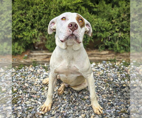 Medium Photo #6 American Staffordshire Terrier Puppy For Sale in Albuquerque, NM, USA