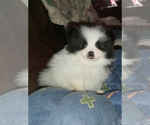 Pomeranian Puppy for sale in SPOTSYLVANIA, VA, USA