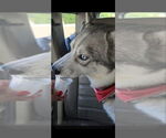 Small #6 Siberian Husky