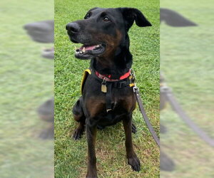Willow - Female Doberman Pinscher-Unknown Mix Dog for Adoption - Photo #4