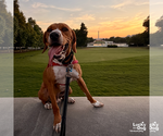 Small #10 Redbone Coonhound Mix