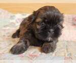 Small Photo #18 Shih Tzu Puppy For Sale in MANES, MO, USA