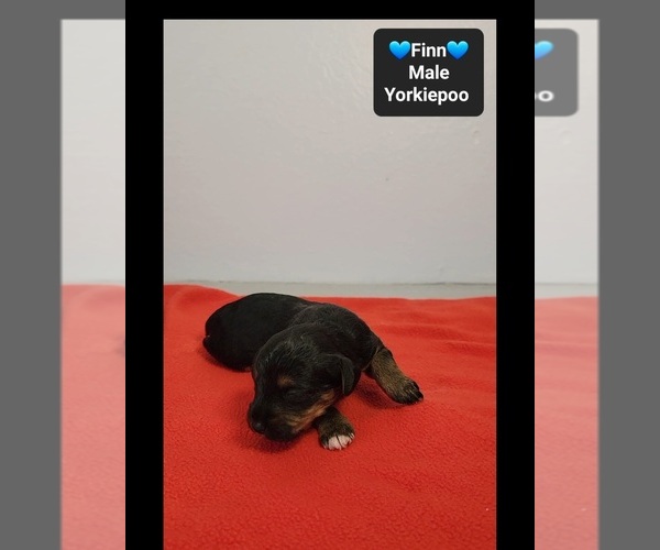 Medium Photo #3 Yorkipoo Puppy For Sale in TUCSON, AZ, USA