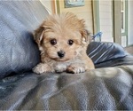 Small Photo #1 Morkie Puppy For Sale in SANTA CLARITA, CA, USA
