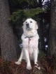 Small Photo #1 Great Pyrenees-Newfoundland Mix Puppy For Sale in BONNERS FERRY, ID, USA