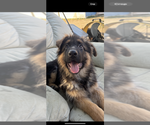 Small #9 German Shepherd Dog