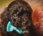 Small Photo #2 Poodle (Miniature)-Shih-Poo Mix Puppy For Sale in MADISONVILLE, TN, USA
