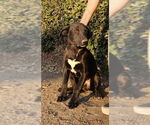 Small #1 Labrador Retriever Mix