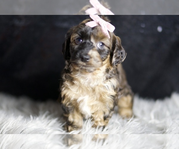 Medium Photo #44 YorkiePoo Puppy For Sale in WARSAW, IN, USA