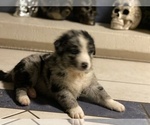 Small Photo #4 Australian Shepherd Puppy For Sale in PHOENIX, AZ, USA