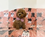 Small Photo #8 Poodle (Toy) Puppy For Sale in SYLMAR, CA, USA