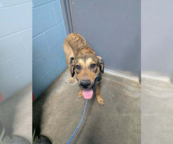 Medium Photo #3 Mutt Puppy For Sale in Evansville, IN, USA