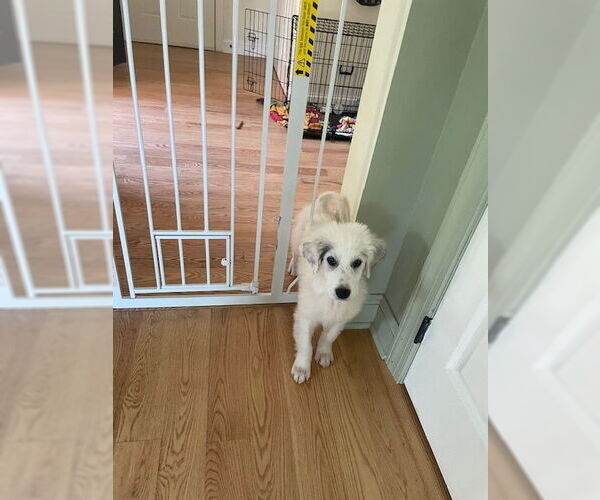 Medium Photo #12 Great Pyrenees Puppy For Sale in Doylestown, PA, USA