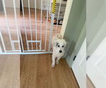 Small #11 Great Pyrenees