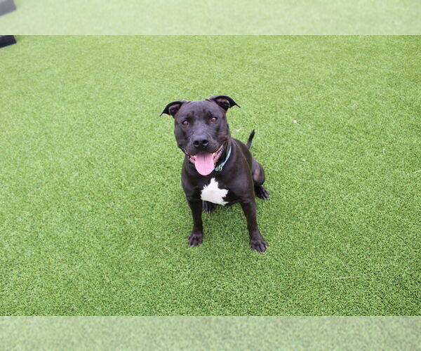 Medium Photo #3 American Pit Bull Terrier Puppy For Sale in Chestertown, MD, USA