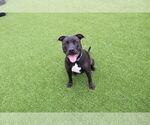 Small #2 American Pit Bull Terrier