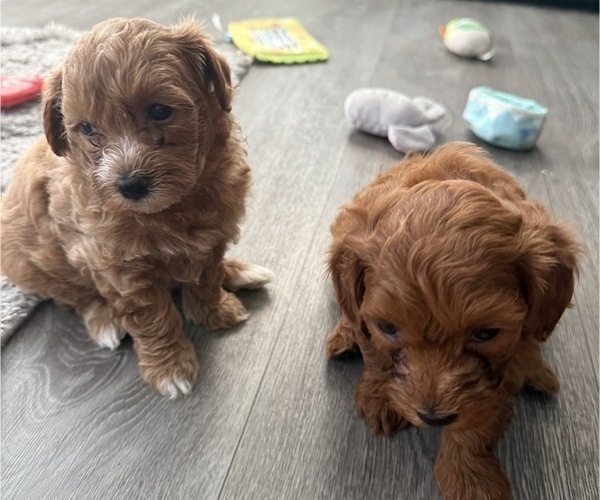 Medium Photo #2 Maltipoo Puppy For Sale in ATLANTA, GA, USA